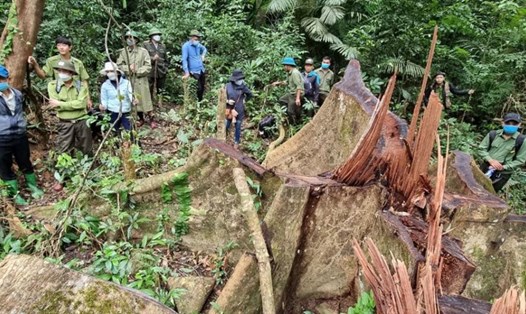 Một vụ phá rừng nghiêm trọng xảy ra tại tỉnh Quảng Trị. Ảnh: Hưng Thơ