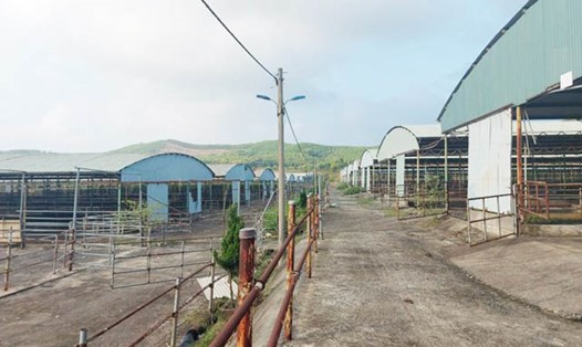 Nhiều dãy chuồng nuôi bò của Công ty Bình Hà bỏ hoang thời điểm sau tái cơ cấu. Ảnh: Trần Tuấn.