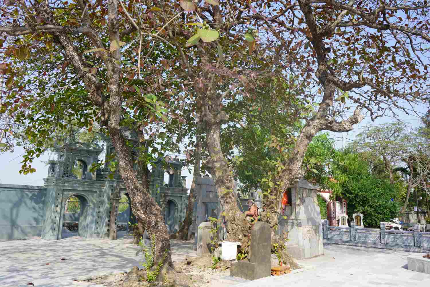 Đền Canh Sơn (Đền Bì) không chỉ nổi tiếng bởi kiến thúc độc lạ hoàn toàn bằng đá xanh, nằm lộ thiên mà còn ấn tượng với hệ thống cây cổ thụ trong khuôn viên đền. Trong đó, có 2 cây cổ thụ được công nhận là cây di sản từ năm 2019. 