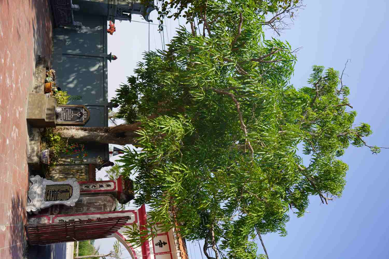 Ngoài cây bàng, trước sân chùa Vân Quang (cũng nằm trong khuôn viên đền) có cây muỗm được công nhận cây di sản với tuổi đời hơn 200 năm tuổi. 
