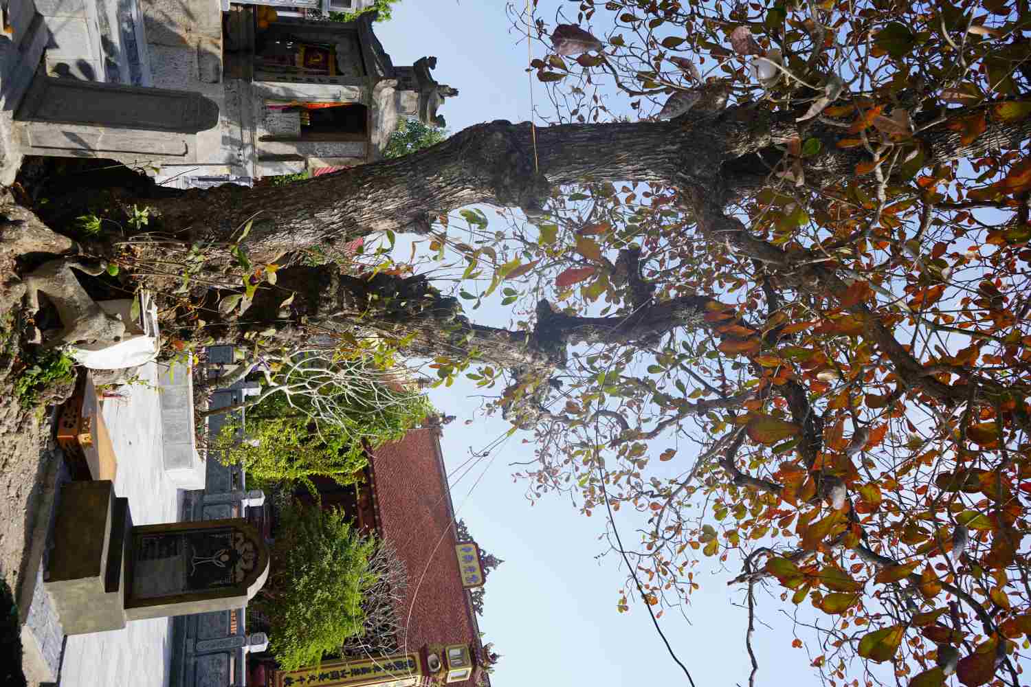 Cây bàng có dáng thế “bạt phong”, cao khoảng 20 m, tán cây phủ rộng trên diện tích khoảng 300 m².