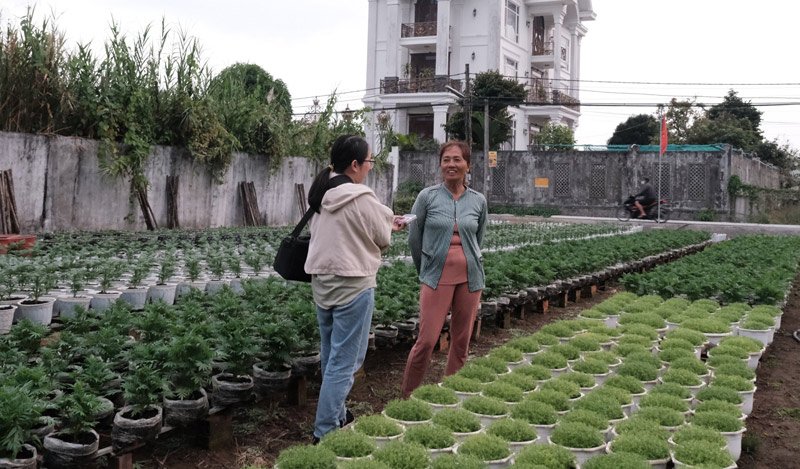Trao đổi với phóng viên Báo Lao Động, bà Nga cho biết, chi phí sản xuất cao, dự đoán sức mua giảm nên bà đã  giảm một nửa số lượng hoa Tết so với năm 2023. Ảnh: Bích Ngọc