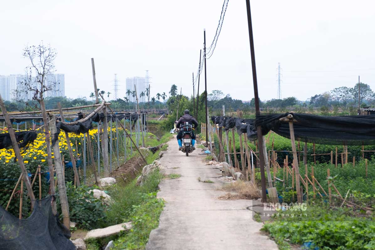 Làng hoa Tây Tựu (quận Bắc Từ Liêm) là nơi cung cấp hoa tươi chủ yếu cho nội thành Hà Nội, đặc biệt là dịp Tết. 