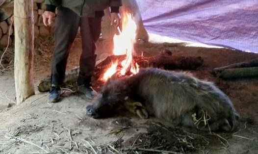 Tỉnh Điện Biên đã có gần 60 con trâu, bò chết rét trong khi đợt lạnh từ 13.1 đến nay. Ảnh: Người dân cung cấp