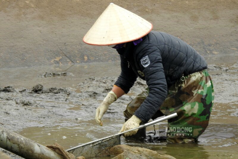 Dưới đồng, người dân đang nô nức thu hoạch cá chép đỏ phục vụ các thương lái từ khắp các tỉnh, thành như Hà Nội, Lào Cai, Lạng Sơn và một số tỉnh miền Trung đến thu mua. Ảnh: Tô Công.