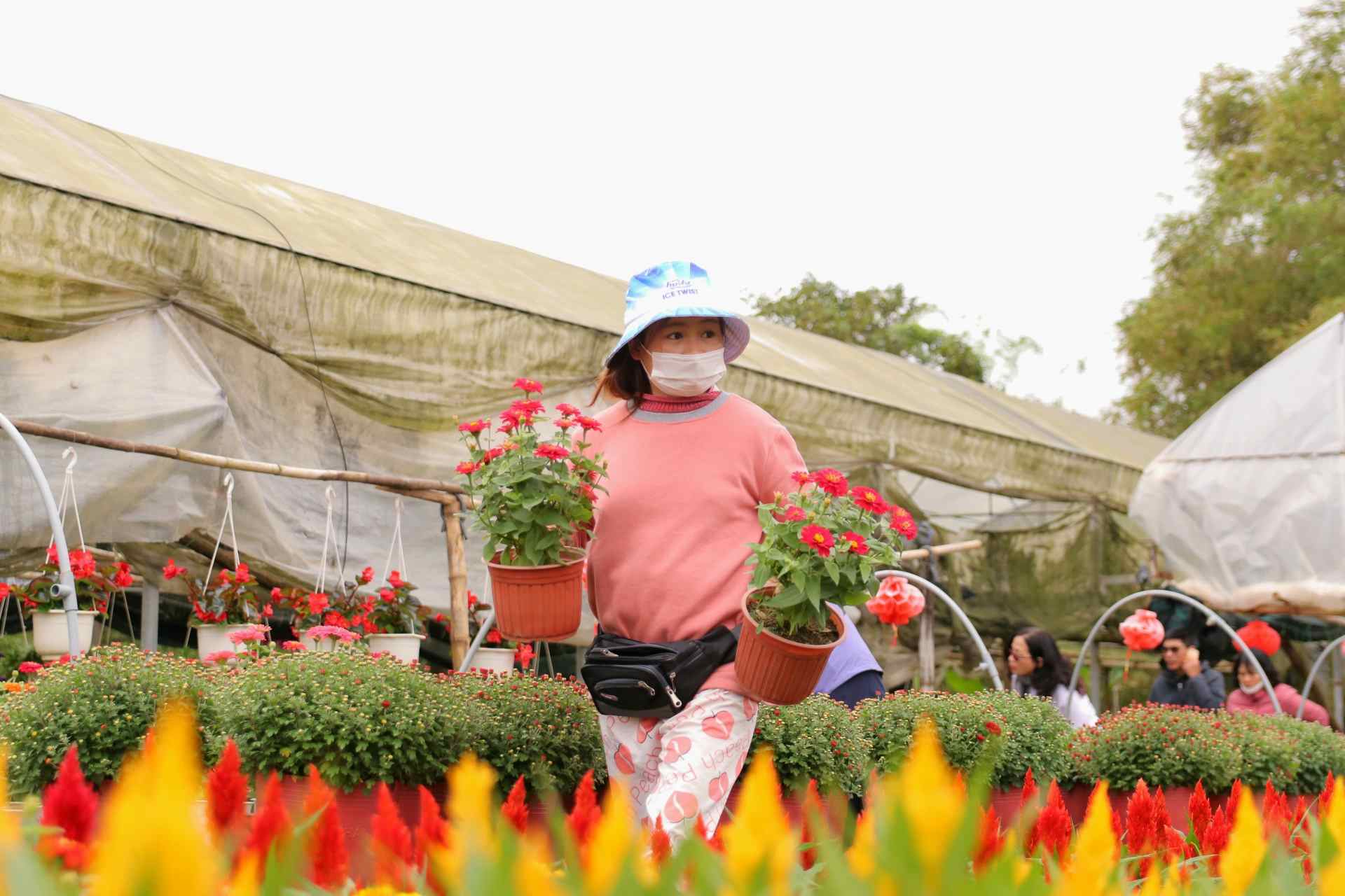 Ghi nhận của Lao Động, trên cánh đồng hoa ở xã Phú Mậu những ngày này nhiều nông dân tất bật với công việc của mình. Người trồng hoa chăm sóc, giằng néo lại những chậu hoa để sẵn sàng cho ra thị trường.