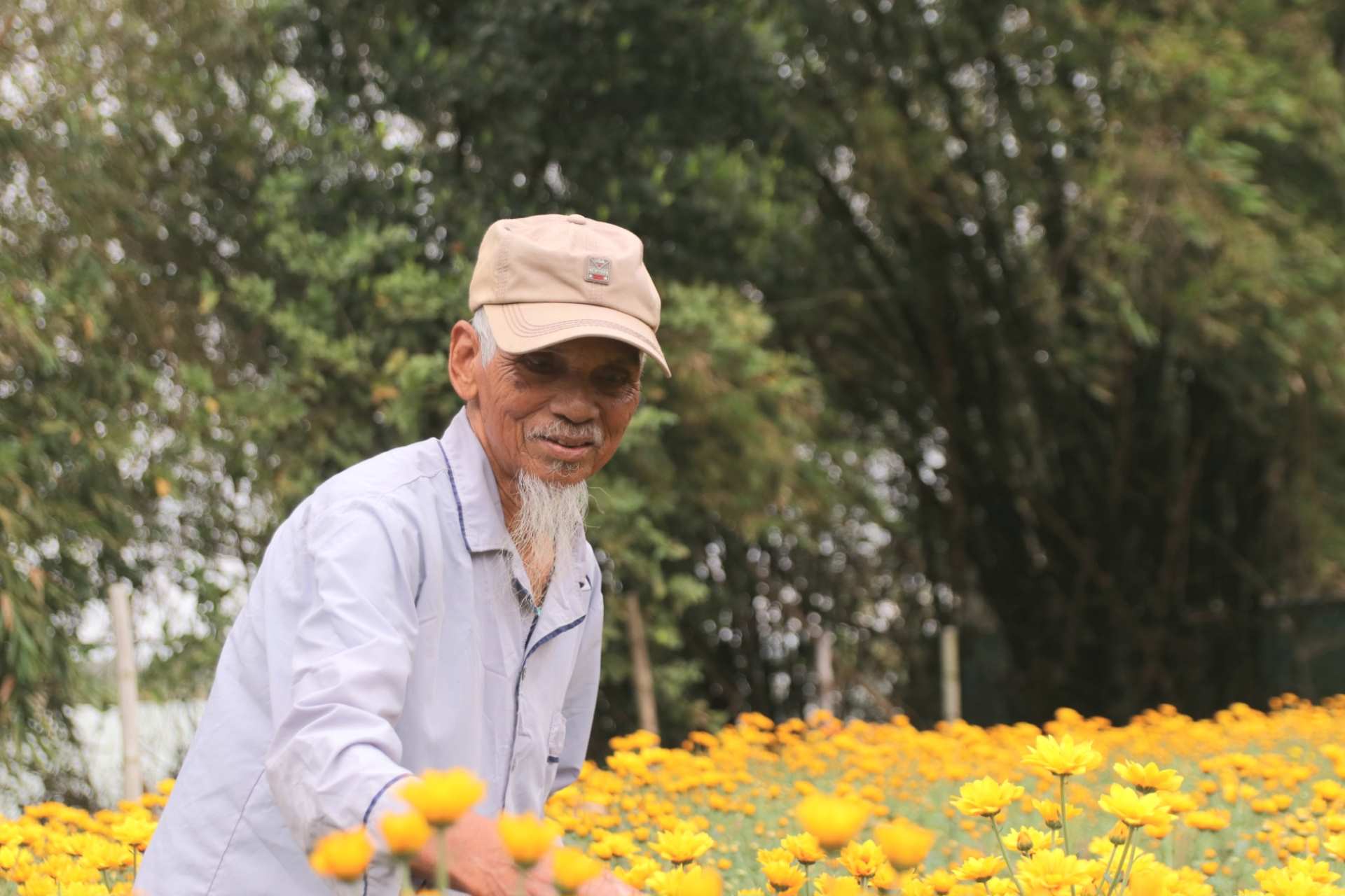 Vườn hoa nhỏ của ông Nguyễn Văn Khai (88 tuổi). Tuy vừa bị bệnh nặng xong nhưng ông vẫn tiếp tục công việc trồng hoa của mình. Theo ông Khai, hầu hết những công đoạn canh tác, chăm sóc hoa đều do tay ông làm, năm nào cũng thu về 5 đến 7 triệu đồng để ăn tết.