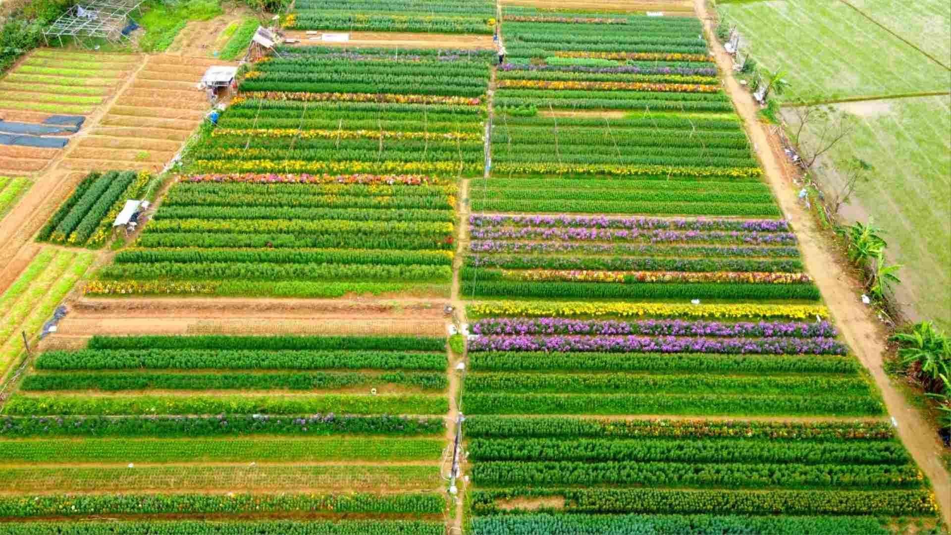 Xã Phú Mậu (TP. Huế) là địa phương có truyền thống trồng hoa quanh năm, là một trong những vựa hoa có quy mô lớn nhất tỉnh Thừa Thiên Huế, đặc biệt là dịp Tết Nguyên đán, vùng quê này tràn ngập trong sắc hoa cùng với khung cảnh nhộn nhịp của người mua, người bán. 