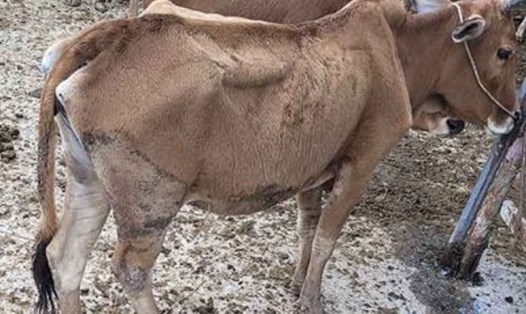 Những con bò giống đang được doanh nghiệp gửi tại một số cơ sở ở TP Điện Biên Phủ và huyện Điện Biên để chờ cấp cho dự án. Ảnh: Văn Thành