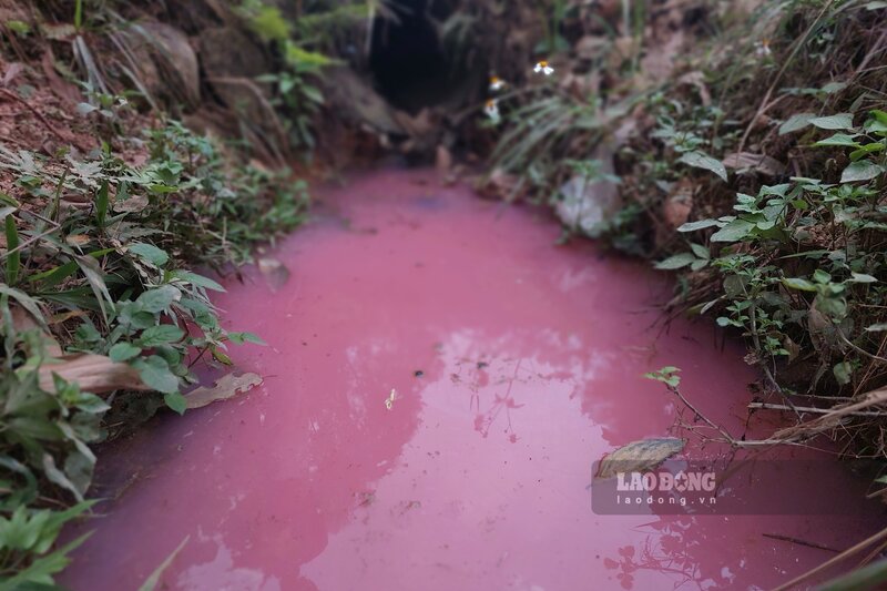 Loại nước có màu hồng chảy ra từ nhà máy chế biến gỗ khiến người dân lo lắng. Ảnh: Tô Công.