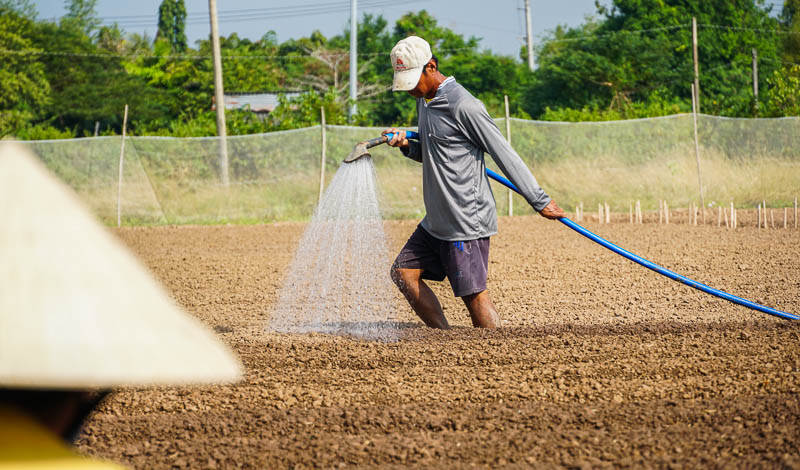 Để  dễ ghim hành xuống đất chủ ruộng thường phải tưới nước để đất mềm.