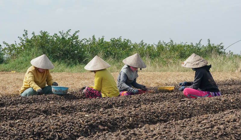 Trồng hành thuê là công việc thường nhật của những phụ nữ xứ biển thị xã Vĩnh Châu (Sóc Trăng)