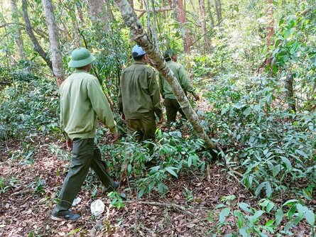 Hiện nay, các chủ rừng đang tăng cường lực lượng tuần tra, quản lý bảo vệ rừng. Ảnh: Bảo Lâm