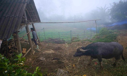 Để ứng phó với giá lạnh khi nhiệt độ giảm sâu, người dân các tỉnh vùng cao Yên Bái và Lào Cai đã đốt lửa sưởi ấm, thậm chí quấn chăn cho vật nuôi. Ảnh: An Nhiên