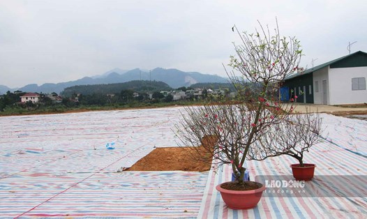 Địa điểm bán cây cảnh mới ở TP Tuyên Quang to rộng nhưng vắng bóng người bán. 