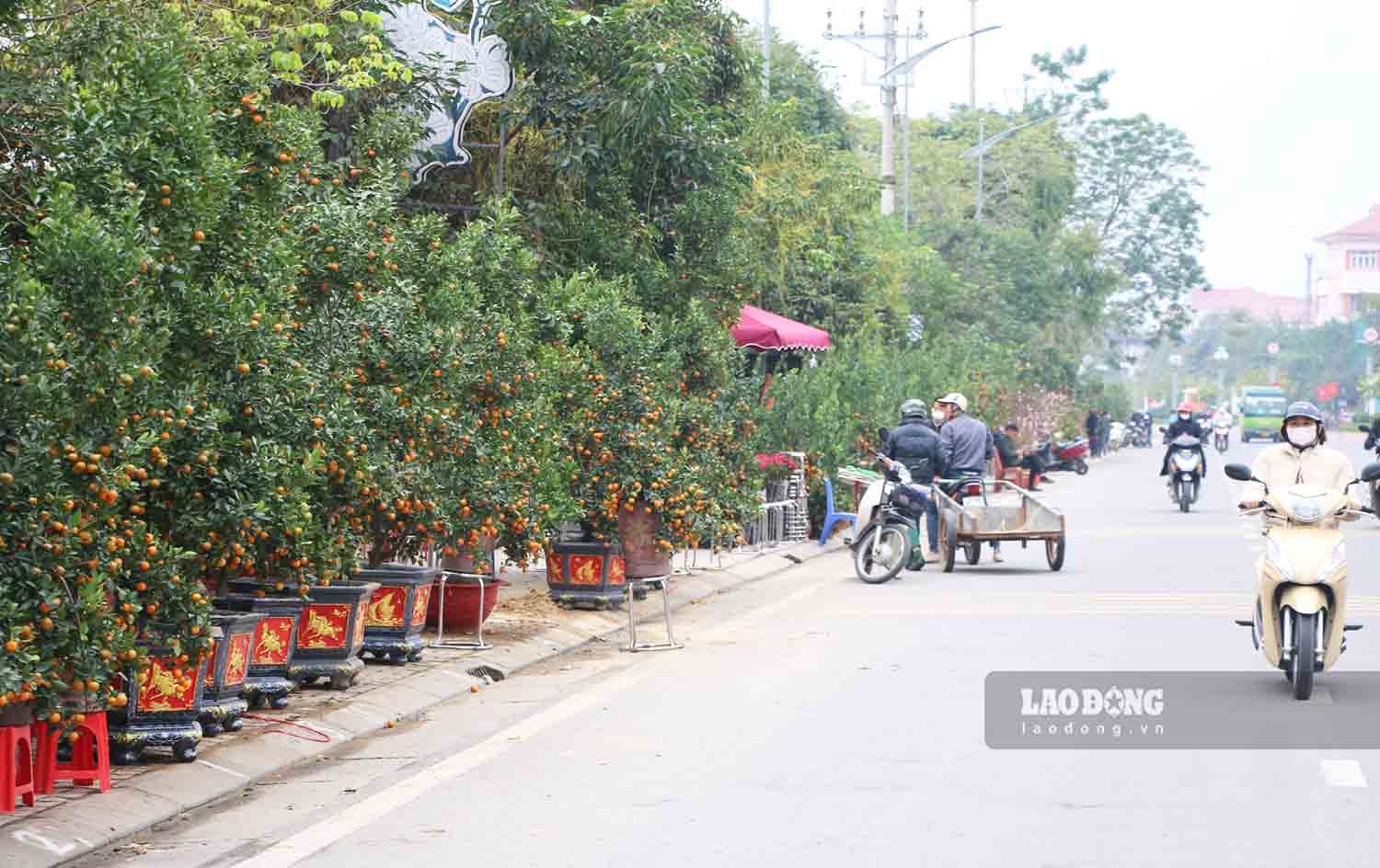 Trái ngược với đó, tại một số tuyến phố trung tâm TP Tuyên Quang như đường Chiến Thắng Sông Lô, đại lộ Tân Trào việc buôn bán đào quất, hoa cảnh Tết diễn ra khá sôi động.