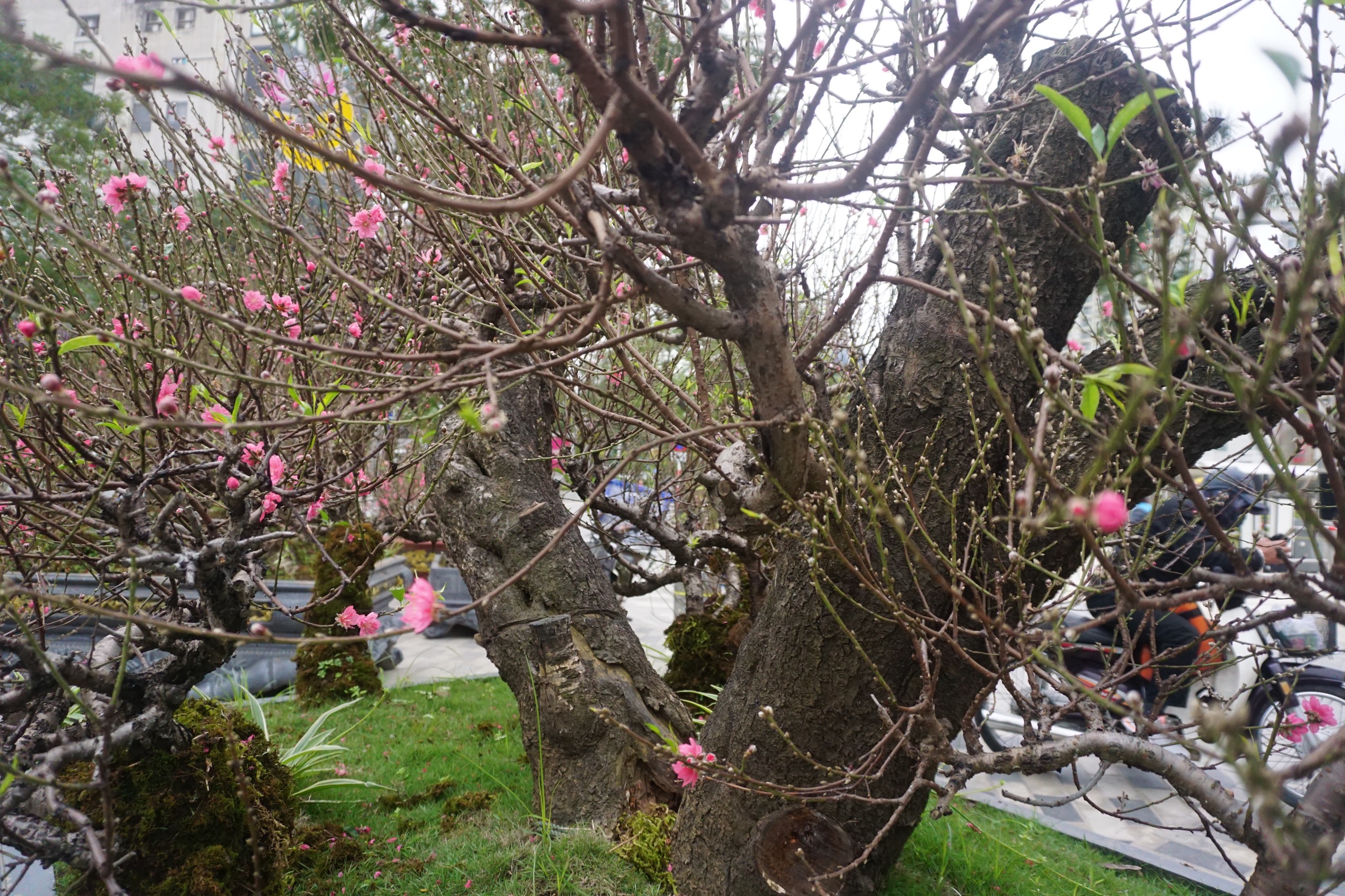 Phần thân và gốc cây có đường kính lớn, bên trên là vô số cành hoa. Ảnh: Nhật Minh