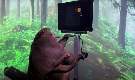 Chip cấy não của Neuralink đã giúp một con khỉ chơi game bằng suy nghĩ. Ảnh: Neuralink