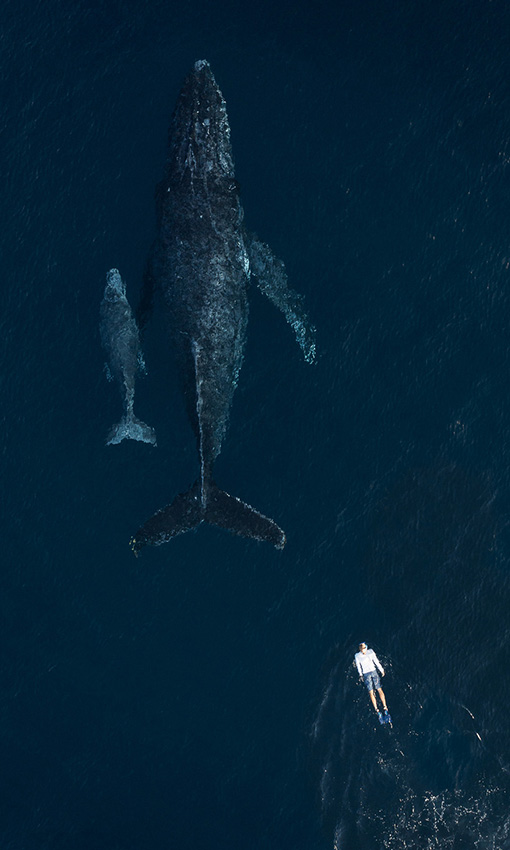 Mẹ con cá voi lưng gù ở vùng biển Đông Phi. Ảnh: Nguyễn Ngọc Thiện