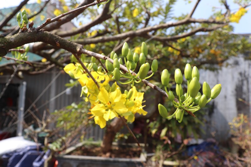 Giá mai Tết ở Đà Nẵng tăng cao gấp đối năm ngoái. Ảnh: Nguyễn Linh