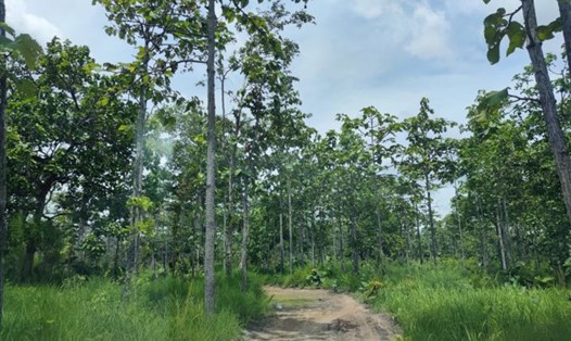 Gần 4.800ha rừng ở Ia Mơr sẽ được phục hồi, bảo vệ. Ảnh: THANH TUẤN