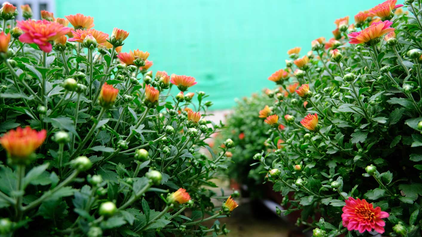 Cúc mâm xôi Hàn Quốc được một số nông dân trồng thử nghiệm đã bắt đầu nở hoa. Ảnh: Ngọc Ly