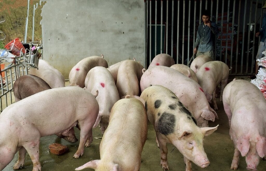 Nghệ An hiện có trên 1 triệu con lợn. Ảnh: Quỳnh Trang