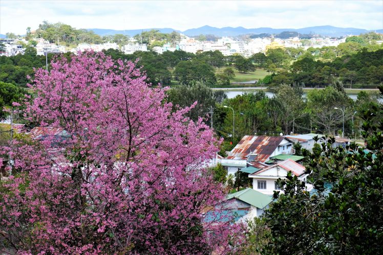 Sắc hồng của những tán mai anh đào cổ thụ tô điểm cho phố núi Đà Lạt