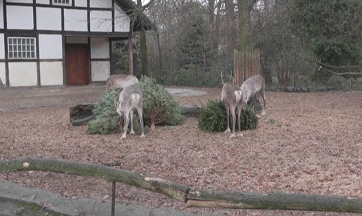 Động vật tại vườn thú Berlin thưởng thức bữa ngon đầu năm mới. Ảnh: AFP