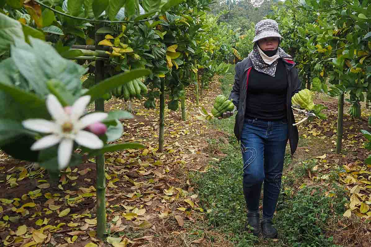 Người dân ngoại thành Hà Nội  tất bật vào đợt thu hoạch phật thủ lớn nhất trong năm. Ảnh: Thế Đại 