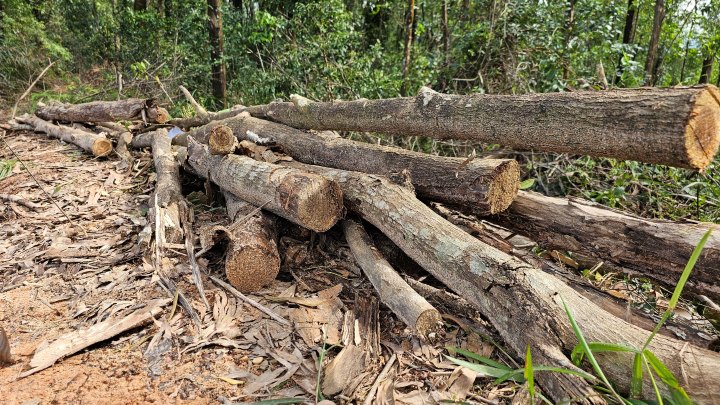 Số gỗ khai thác trái phép tập kết sát ngay mép rừng phòng hộ chưa kịp đi tiêu thụ.
