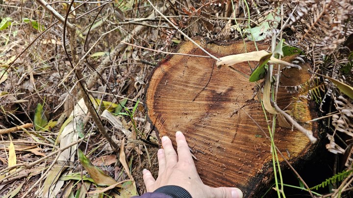 Có rất nhiều cây tràm ở khu vực rừng phòng hộ bị đốn hạ không thương tiếc.