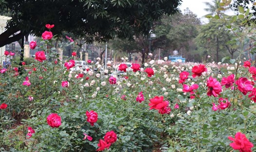 Công viên Thống Nhất rực rỡ sắc hồng đón Tết Nguyên đán 2024