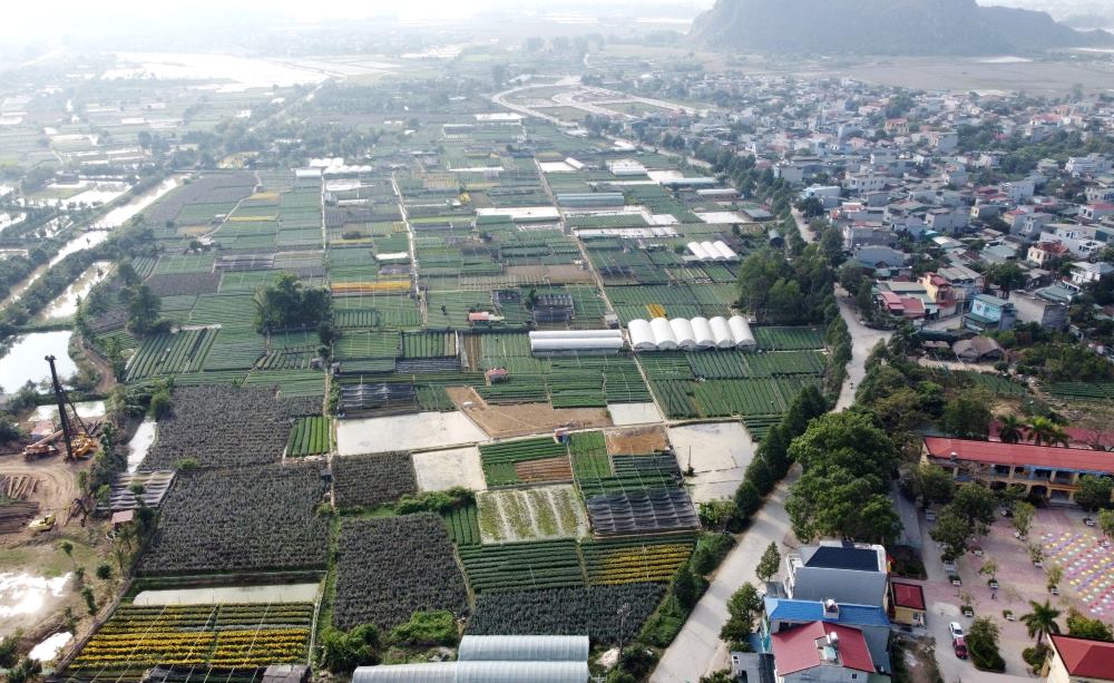 Theo đại diện lãnh đạo phường Đông Cương, hiện nay địa phương có khoảng 200 hộ gia đình trồng hoa, với diện tích khoảng 100ha. Ảnh: Q.D
