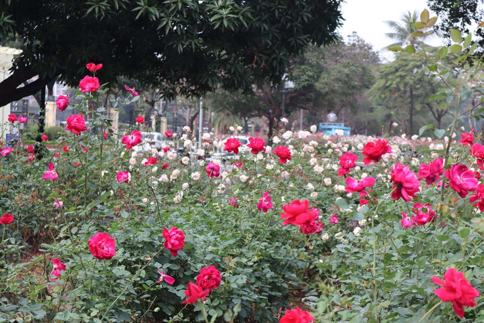Sau khi dỡ bỏ một phần hàng rào sắt trên đoạn phố Trần Nhân Tông, Công viên Thống Nhất đã cho thay thế bằng hàng nghìn cây hoa hồng, mang lại diện mạo mới cho cảnh quan nơi đây. Ảnh: Phương Thảo