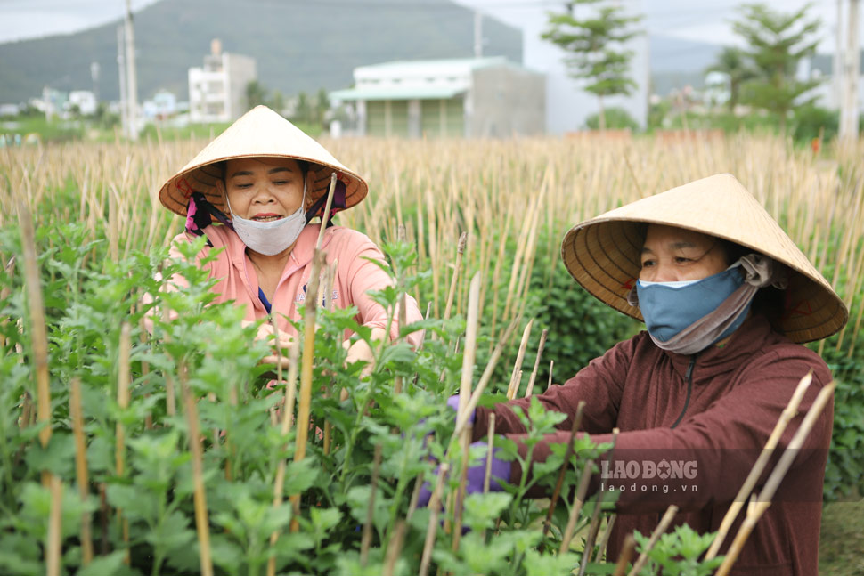 Theo ghi nhận của Lao Động ngày 6 - 7.1, nhiều vườn cúc đang tất bật lặt nụ, cắm cọc tre, phun thuốc để cho ra thị trường những chậu hoa Tết bắt mắt.