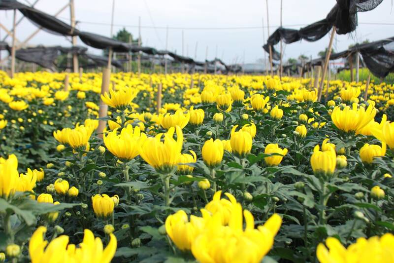 Những luống hoa nào nở sớm sẽ được người dân thu hoạch trước, giá dao động khoảng 100.000 - 120.000 đồng/50 bông. Ảnh: Lê Tâm