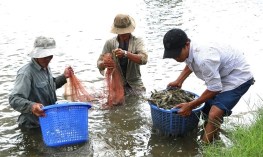 Giá tôm nuôi tại tỉnh Bạc Liêu tăng nhưng không cao khiến người nuôi vẫn chần chừ xuống giống. Ảnh: Nhật Hồ