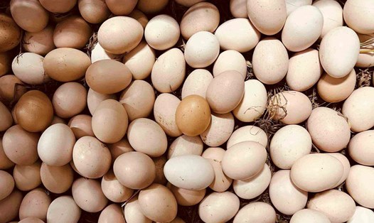 Trứng gà giàu protein nhưng hàm lượng purin thấp nên không ảnh hưởng đến nồng độ axit uric trong máu. Ảnh: Kiều Vũ