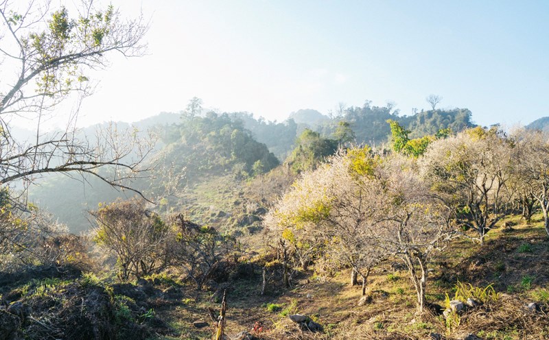 Quang Kiên hướng dẫn: “Mọi người có thể hỏi vườn mơ ở gần quán cà phê “Mây và Núi” và đi theo hướng dẫn của người dân. Người dân khu vực này chưa khai thác du lịch nên du khách có thể vào tham quan, chụp ảnh hoa mơ miễn phí“.