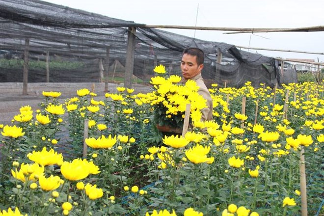 Nhiều hộ dân tại làng hoa Tây Tựu (quận Bắc Từ Liêm, Hà Nội) lo hoa nở sớm trước Tết do thời tiết năm nay không thuận lợi. Ảnh: Lê Tâm 