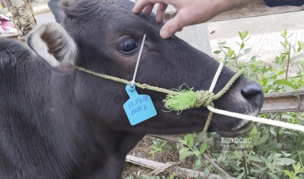 Một con bò giống được bấm thẻ tag vào dây thừng và không có hồ sơ đi kèm nên người dân không nhận. Ảnh: NDCC