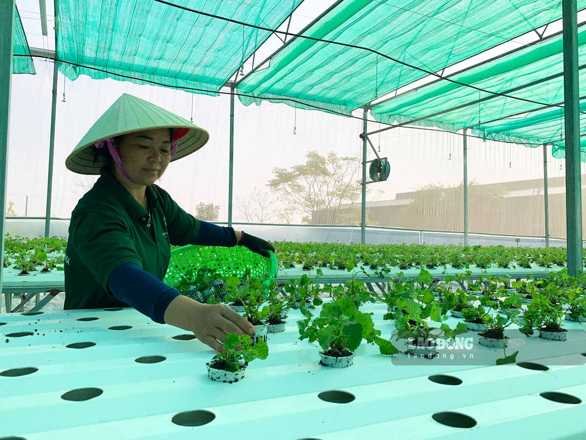 Mô hình trồng rau má thuỷ canh của anh Huấn còn tạo việc làm cho nhiều lao động tại địa phương. 