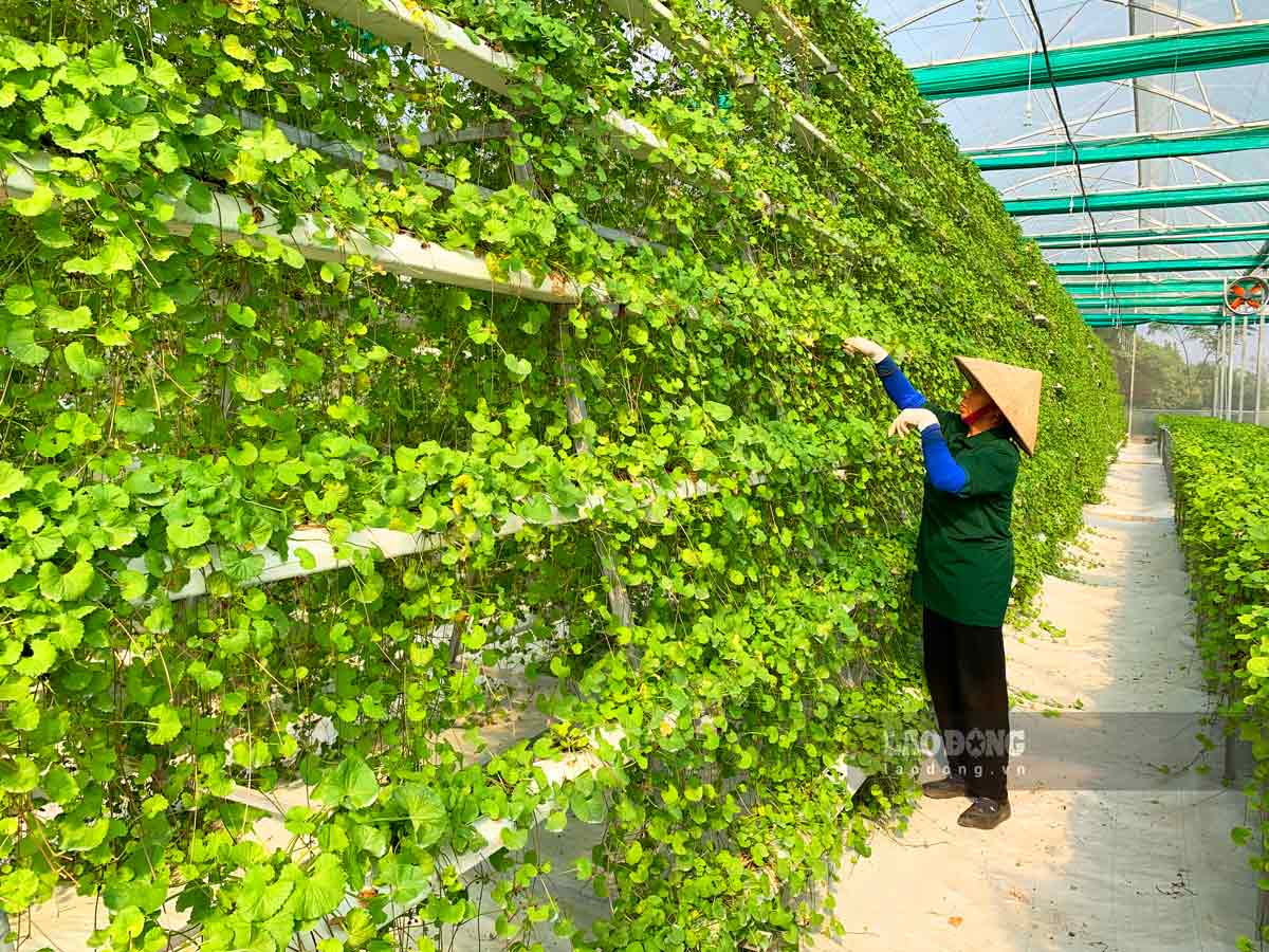 Anh Huấn đang cung cấp ra thị trường hai sản phẩm chính là rau má tươi và bột rau má, mang lại doanh thu khoảng 400 triệu đồng/tháng, lãi gần 200 triệu đồng/tháng.