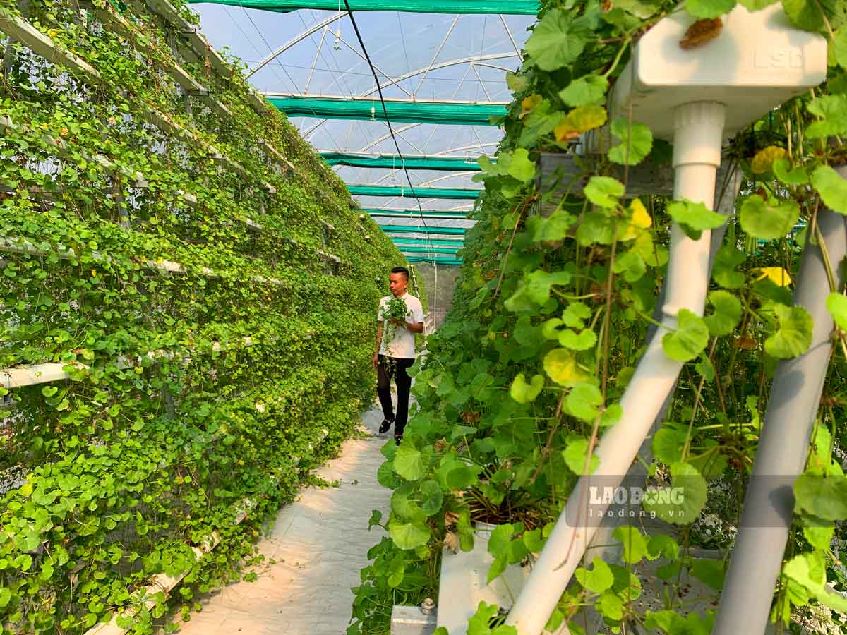 Thu trăm triệu đồng/tháng từ trồng rau má thủy canh ở Thái Bình