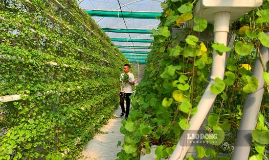Thu trăm triệu đồng/tháng từ trồng rau má thủy canh ở Thái Bình. Ảnh: Lương Hà