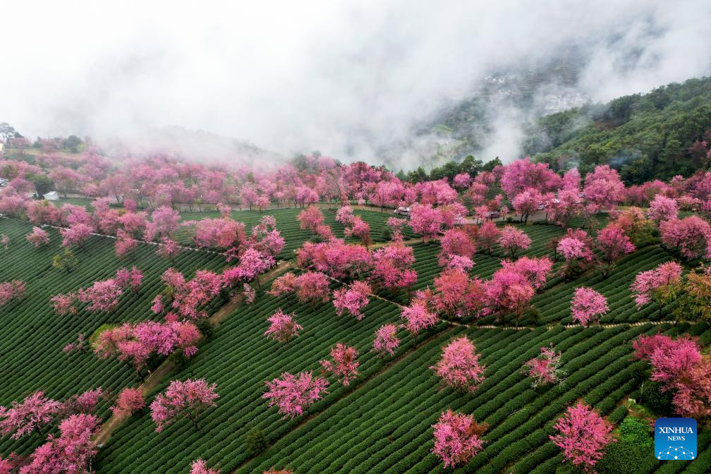 Huyện Nan Giản thuộc khu vực tự trị Đại Lý ở phía tây tỉnh Vân Nam là nơi du khách được ngắm những đồi chè xanh mướt điểm xuyết màu hồng hoa anh đào nở sớm hàng năm. Ảnh: Xinhua