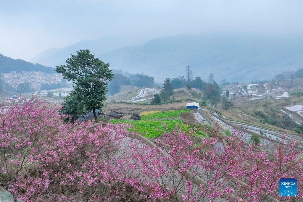 Góc nhìn trên cao bao quát một vùng ruộng bậc thang trồng xen hoa anh đào ở huyện Nguyên Dương, thuộc khu tự trị Hồng Hà, miền nam tỉnh Vân Nam. Ảnh: Xinhua