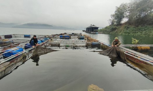 Nuôi cá lồng đã giải quyết việc làm cho hàng nghìn người dân, người lao động trên vùng hồ Hoà Bình. Ảnh: Minh Nguyễn
