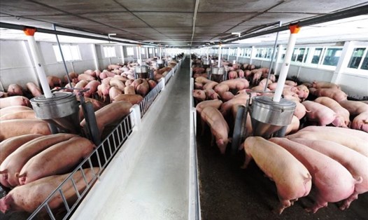 Giá lợn hơi đang rất thấp so với giá lợn thịt, người chăn nuôi gặp khó khăn. Ảnh: Dương Phương
